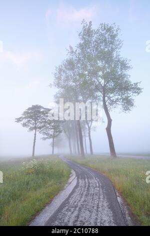 piste cyclable entre les arbres dans la brume Banque D'Images