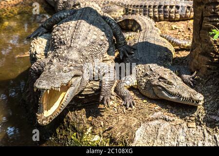 Crocodiles au Safari World Zoo de Bangkok en été Banque D'Images