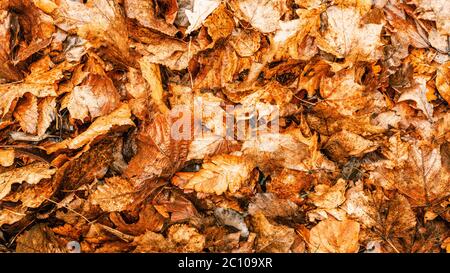 Arrière-plans et textures. Arrière-plan de feuilles jaunes sèches d'automne. Heure d'automne. Banque D'Images