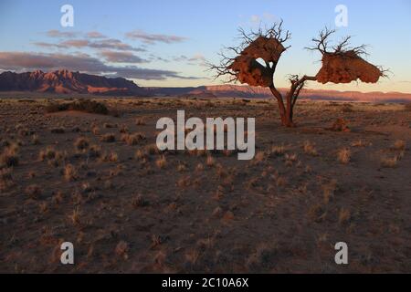 Derniers rayons de soleil sur Sesriem dans le désert du Namib (Namibie). Des nids de communauté incroyables construits par des tisserands sociables (Philetairus socius) pendent d'un arbre sec. Banque D'Images