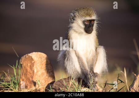 Le singe est assis et regarde autour Banque D'Images