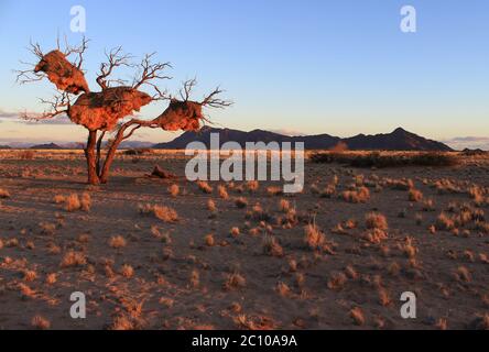 Derniers rayons de soleil sur Sesriem dans le désert du Namib (Namibie). Des nids de communauté incroyables construits par des tisserands sociables (Philetairus socius) pendent d'un arbre sec. Banque D'Images