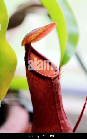 Les plantes insectivores Nepenthes Ampullaria close up Banque D'Images