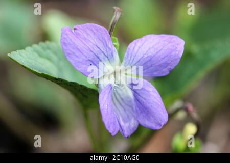 Viola odorata fleur violette dans une forêt, printemps. Banque D'Images