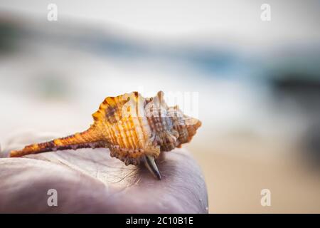 L'enfer marin dans la main humaine sur le fond de la plage et de la mer - (DOF peu profonde). Plage avec conch seashell sous le ciel bleu au lever du soleil. Coque unique sur ha Banque D'Images
