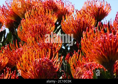 Fleurs en fleur de pinnud à bords argentés (Leucospermum patersonii) Banque D'Images