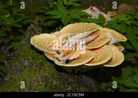 Mushroom Polyporus squamosus, poussant sur un arbre (Polyporus Squamosus) Banque D'Images