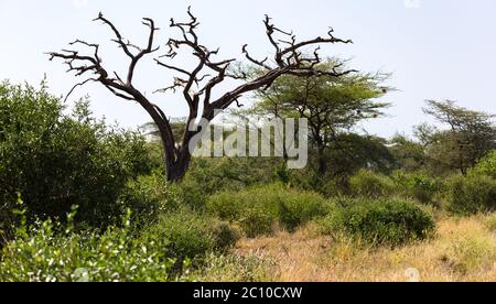 Un arbre sans feuilles au milieu de plantes vertes Banque D'Images