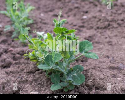 Pisum sativum, graines de pois dans le jardin Banque D'Images