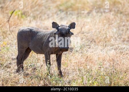 Le portrait d'un warthog au milieu d'un paysage d'herbe Banque D'Images