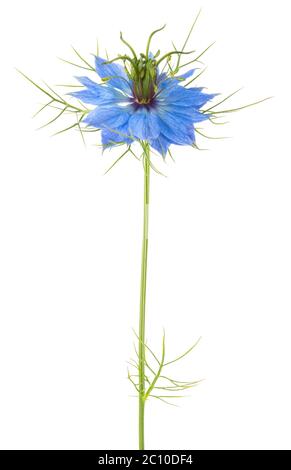 Fleur de Nigella Damascena isolée sur fond blanc. Banque D'Images