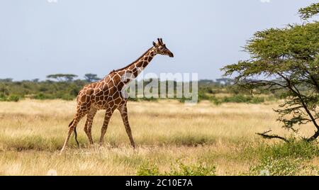 Une girafe à pied dans la savane entre les plantes Banque D'Images