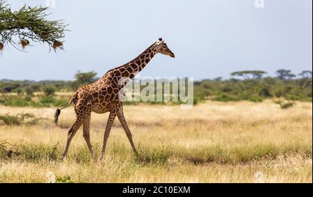 Une girafe à pied dans la savane entre les plantes Banque D'Images