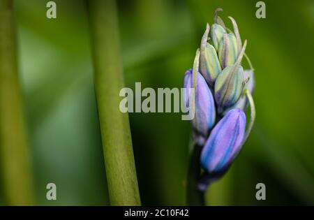 Jacinthoides non-scripta bluebell gros plan de la tête de fleur non ouverte avec cadre abstrait vert Banque D'Images