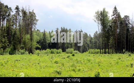 Forêt mixte avec soleil qui brille à travers les arbres. Banque D'Images