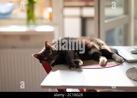 Doux et endormi chat noir avec les yeux surpris se reposant sur la table de cuisine jusqu'à ce que les propriétaires voient. La permissivité des animaux de compagnie bien-aimés Banque D'Images