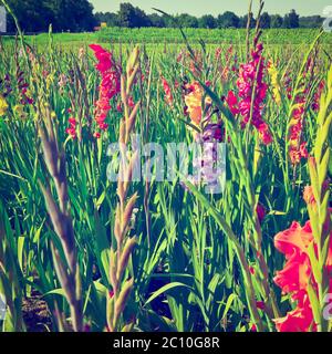 Plantation de Gladioli Banque D'Images