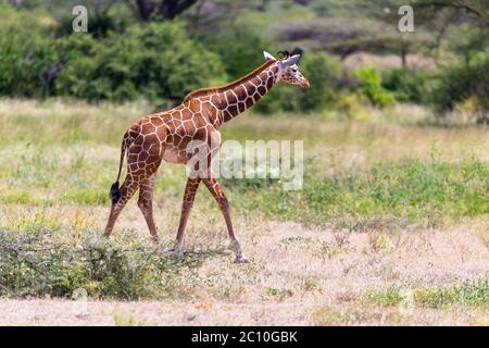 Une girafe à pied dans la savane entre les plantes Banque D'Images