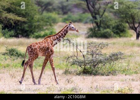 Une girafe à pied dans la savane entre les plantes Banque D'Images