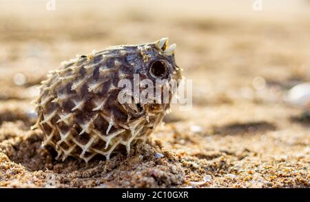 Dead Puffer Fish s'est lavé sur la plage. Le corégone à longue colonne porte aussi connu comme le calaque épineux - Diodon holocanthus sur le sable de plage. Banque D'Images