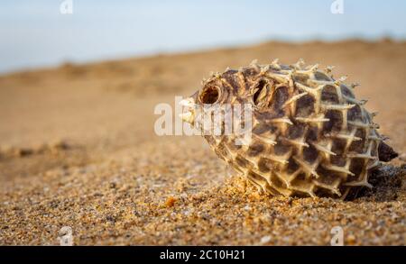 Dead Puffer Fish s'est lavé sur la plage. Le corégone à longue colonne porte aussi connu comme le calaque épineux - Diodon holocanthus sur le sable de plage. Banque D'Images