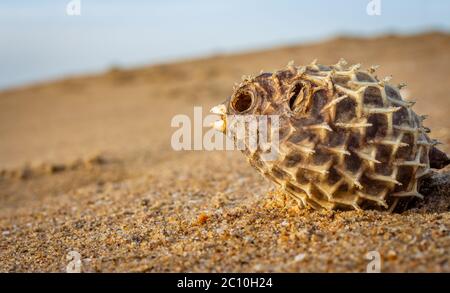 Dead Puffer Fish s'est lavé sur la plage. Le corégone à longue colonne porte aussi connu comme le calaque épineux - Diodon holocanthus sur le sable de plage. Banque D'Images