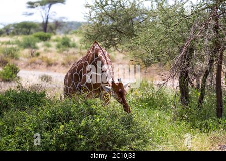 Une girafe mange les feuilles d'un Bush Banque D'Images