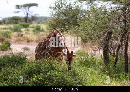 Une girafe mange les feuilles d'un Bush Banque D'Images