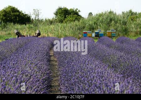 La lavande du delta de Porto Tolle a atteint sa première floraison, prévue pour 2021. Trois hectares de terre cultivent Banque D'Images