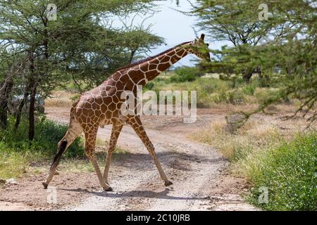 Une girafe traverse un chemin dans la savane Banque D'Images