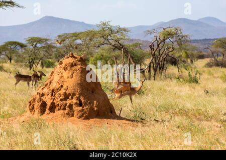 Le grand anthill derrière lequel gerenuk se cache Banque D'Images