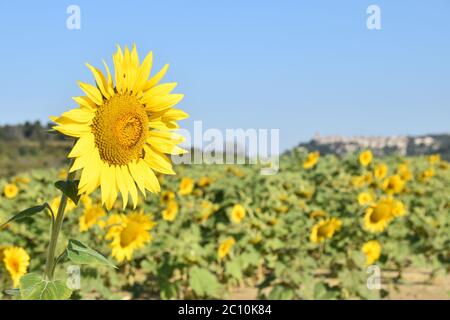 Tournesol, Drôme Provençale, France Banque D'Images