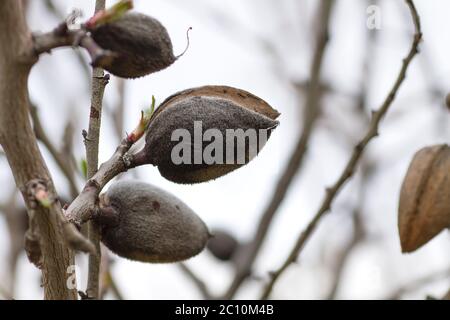 Prunus dulcis arbre fruits comestibles gros plan Banque D'Images