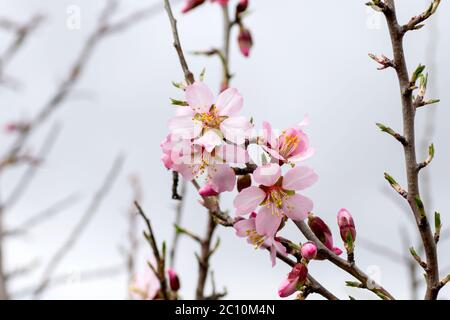 Détail de prunus dulcis fleurs roses Banque D'Images