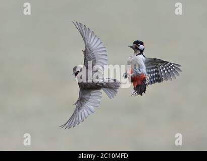 Grand pic tacheté, Dendrocopos Major, en milieu de conflit aérien avec le jeune Starling, Sturnus vulgaris, Lancashire, Royaume-Uni Banque D'Images