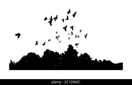 Silhouettes noires d'un troupeau de colombes Columba livia flying ove Banque D'Images