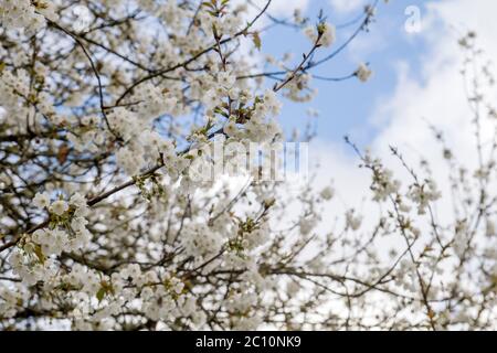 Détail de cerisier fleurs de cerisier fleurs blanches fleuries au printemps Banque D'Images