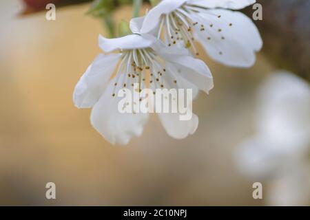 Détail de cerisier fleurs de cerisier fleurs blanches fleuries au printemps Banque D'Images