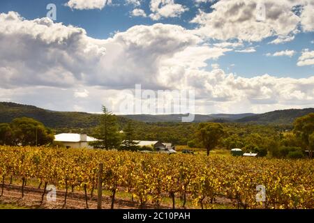 Cave de vinification dans le Queensland, Australie Banque D'Images