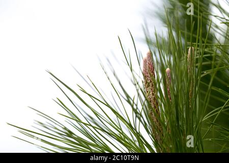 Une plante verte avec de longues aiguilles et cônes allongés Banque D'Images