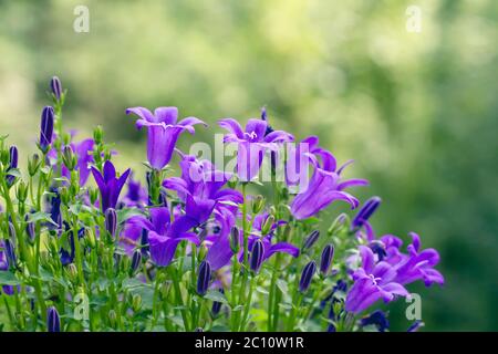 Fleurs de Campanule violettes fleuries au printemps Banque D'Images