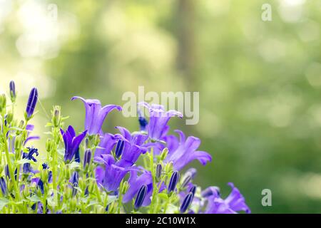 Fleurs de Campanule violettes fleuries au printemps Banque D'Images