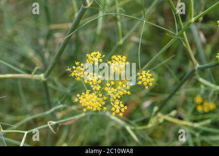 Fleurs jaunes de plante anis en fleurs Banque D'Images