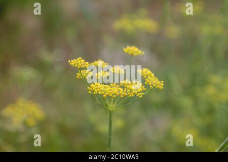 Fleurs jaunes de plante anis en fleurs Banque D'Images