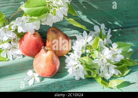 Poires mûres juteuses rouges et fleurs blanches sur une branche sur une table en bois vert. Plats végétariens. Belle vie de photo Banque D'Images