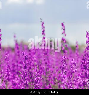 Delphinium ajacis fleurs violettes Banque D'Images