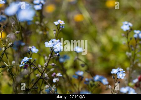 Scorpion herbe fleurs bleues en fleurs Banque D'Images
