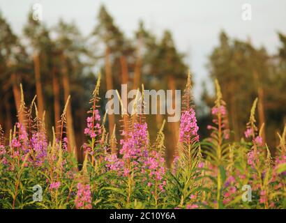 arbustes à feuilles étroites fireweed au soleil d'été Banque D'Images