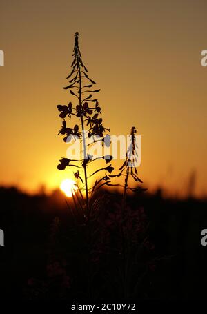 arbustes à feuilles étroites fireweed au soleil d'été Banque D'Images