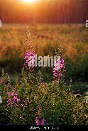 arbustes à feuilles étroites fireweed au soleil d'été Banque D'Images